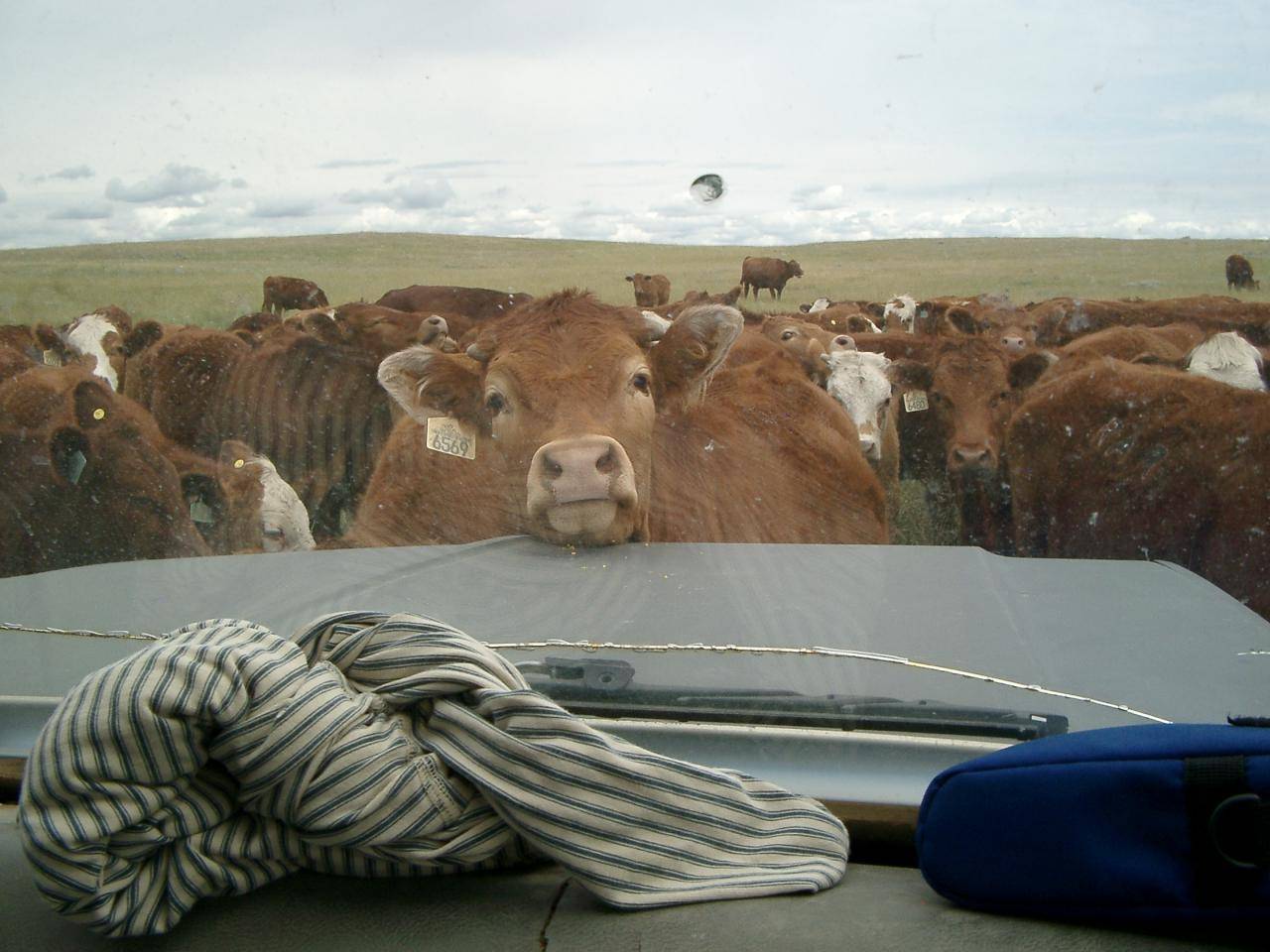 Steer looking at us in the truck