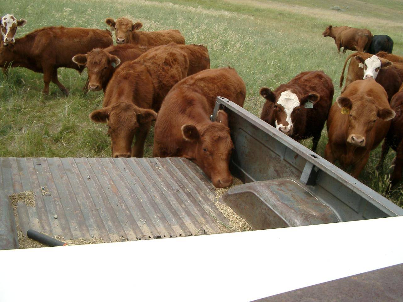 Steer scratching on the truck