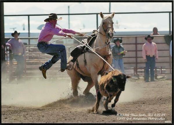 three forks calf roping