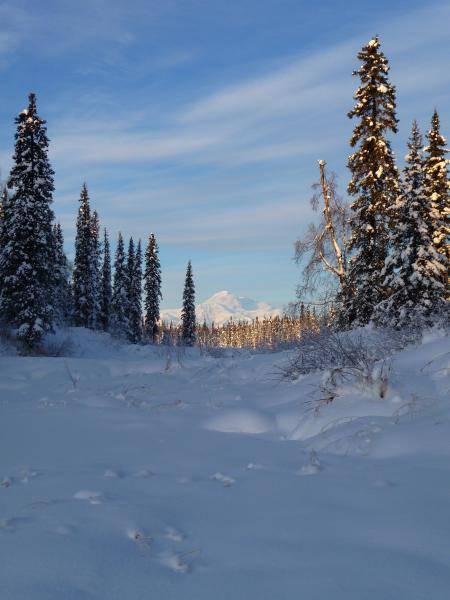 Through the trees