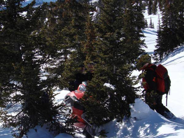 Todd in the trees crop