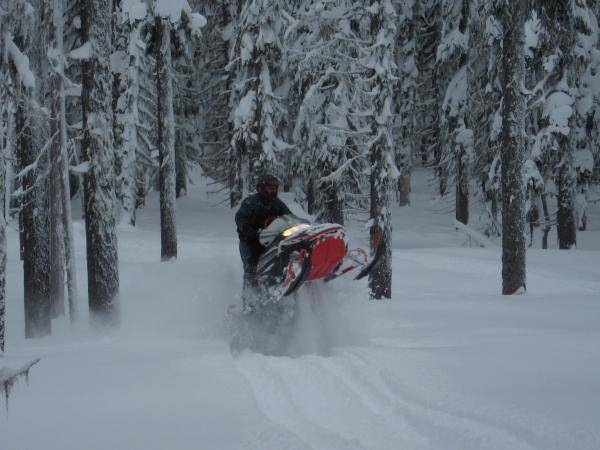 trees and powder