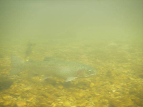 trout swimming next to me