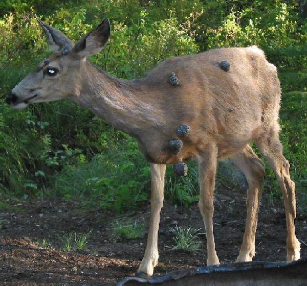 tumor deer