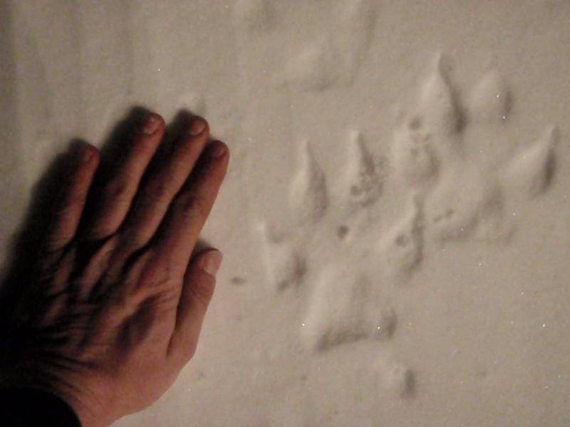 Wolf tracks near &quot;W&quot; and &quot;K&quot; intersection